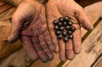 Acai...is it all it is cracked up to be?