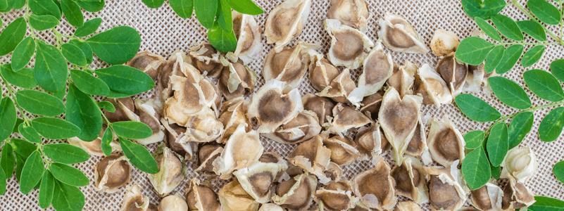Moringa Oil